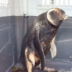 Un pingüino magallánico que fue rescatado en Santa Teresita durante mayo del año pasado presentaba un severo cuadro de empetrolamiento,
