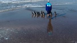 Fueron liberados en las aguas de San Clemente del Tuyú.