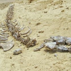 Entre los restos fósiles hallados había un cráneo incompleto con mandíbulas, el aparato hioides y la vértebra del atlas.