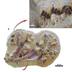 Los restos fósiles de la mandíbula de la diminuta ballena.