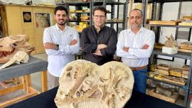 El hallazgo de esta nueva especie de ballena sorprendió a la comunidad científica mundial.