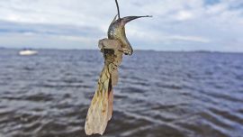 Es importante comprar la carnada de acuerdo al pesquero que vayamos y al momento del año en que estamos.