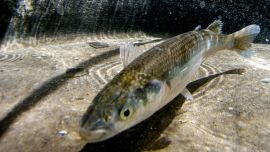 Los investigadores Juan Ignacio Fernandino y Andrés Alonso tienen entre sus objetivos mejorar la tasa de crecimiento del pejerrey.