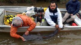 La Comisión Administradora del Río Uruguay ofrece una recompensa de US$15 a quienes logren capturar un ejemplar con la marca.