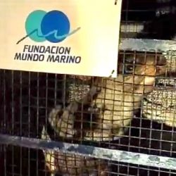El cachorro de lobo marino de un pelo fue rescatado por unos pescadores.
