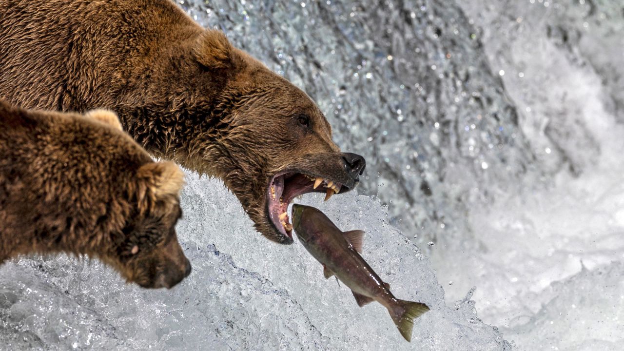 Un oso pardo atrapa un salmón rojo en el aire en Brooks Falls, Alaska, dentro del Parque Nacional y Reserva Katmai. Los osos se dan un festín en grandes cantidades en las cataratas entre julio y septiembre, mientras millones de salmones nadan río arriba para desovar. | Foto:John Moore/Getty Images/AFP