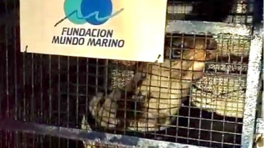 Rescatan a un lobo marino de un pelo que estaba perdido en las costas del Río de la Plata
