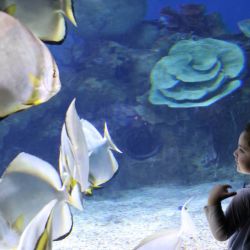 Imagen de personas visitando un acuario del Zoológico de Jerusalén, en Jerusalén. | Foto:Xinhua/Gil Cohen Magen