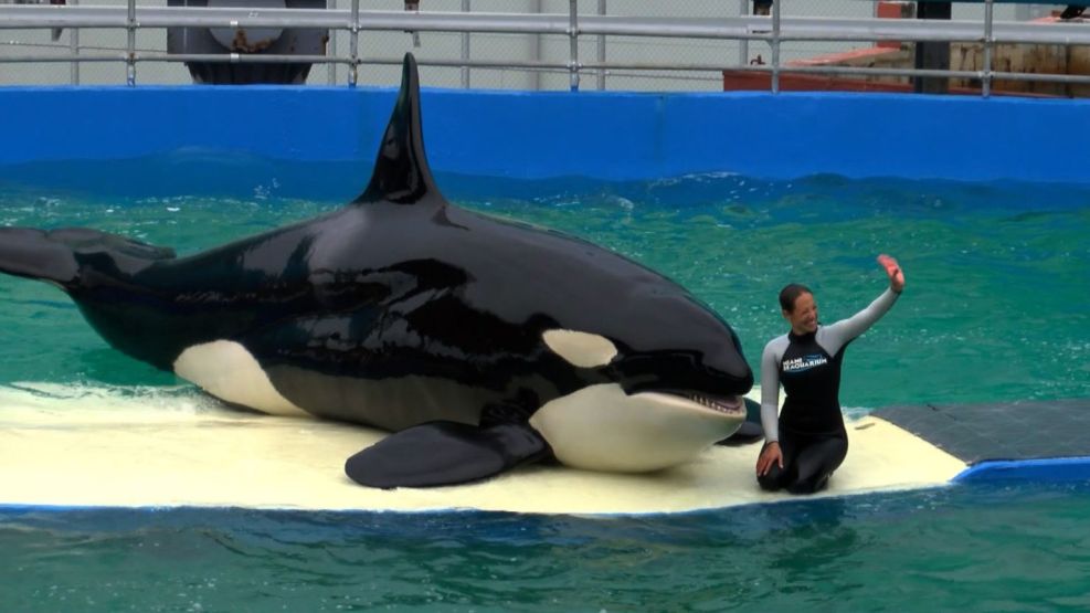 Murió Lolita, la orca que pasó 52 años en el Sea World de Miami.