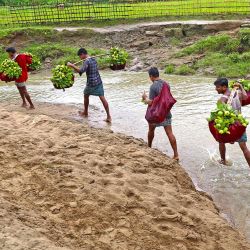 Imagen de agricultores transportando guayabas recién cosechadas sobre sus hombros a un mercado local, en Chattogram, Bangladesh. | Foto:Xinhua