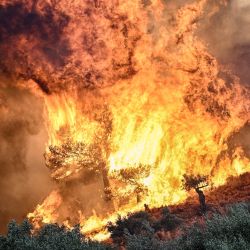 Una foto muestra llamas quemando vegetación durante un incendio forestal cerca de Prodromos, 100 km al noreste de Atenas, Grecia. | Foto:Spyros Bakalis / AFP