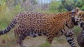 Los nuevos ejemplares de yaguaretés fueron avistados por las cámaras trampas.