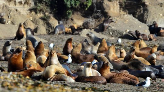 Cerraron el acceso a la escollera sur en Mar del Plata por la gripe aviar que está matando lobos marinos