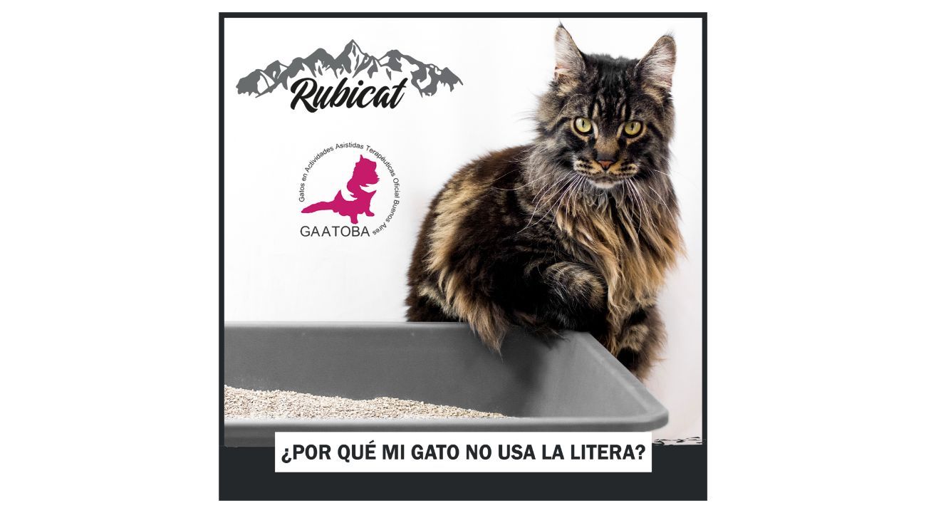 Comportamientos indeseados del gato con su bandeja de arena sanitaria