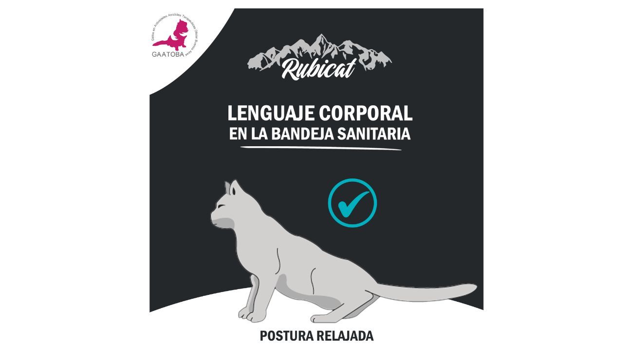 Comportamientos indeseados del gato con su bandeja de arena sanitaria