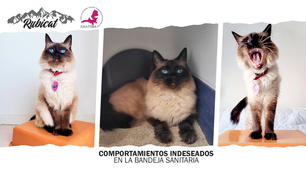 Comportamientos indeseados del gato con su bandeja de arena sanitaria