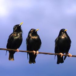 Los estorninos son los principales depredadores de las aves autóctonas.