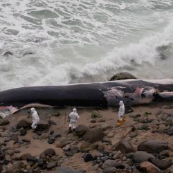 Empleados del Instituto del Mar de Perú inspeccionan una ballena varada sin vida en las orillas de la Playa Señoritas, en el distrito de Punta Hermosa, en el sur de Lima, Perú. | Foto:Xinhua/Mariana Bazo