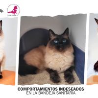 Comportamientos indeseados del gato con su bandeja de arena sanitaria