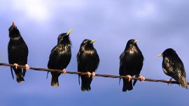 Los estorninos son los principales depredadores de las aves autóctonas.