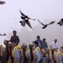 Los pastores de camellos sudaneses entrenan a los animales al amanecer en Dubai. | Foto:KARIM SAHIB / AFP
