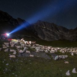 Esta fotografía muestra ovejas durante una noche estrellada en el pasto de Pontimia, en los Alpes suizos, durante un programa de vigilancia de la ONG suiza "OPPAL" para vigilar el ganado contra los lobos. | Foto:FABRICE COFFRINI / AFP