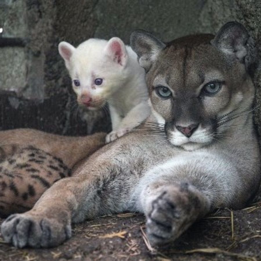 El nacimiento de un cachorro de puma albino revoluciono un zoologico Perfil