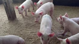 Cerdos: el sector espera llegar a exportar 200 mil toneladas en los próximos diez años