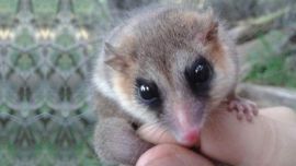 El marsupial se mostró muy cariñoso.