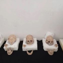 Cinco de los 13 cráneos humanos hallados.