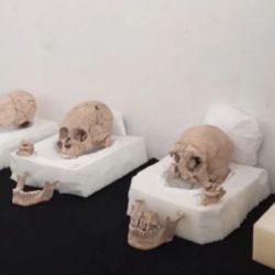 Cinco de los cráneos encontrados habían sido alargados intencionalmente.