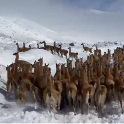 La abultada tropilla de guanacos mientras se desplazaba a alta velocidad sobre el manto de nieve en el tramo de la ruta provincial 98