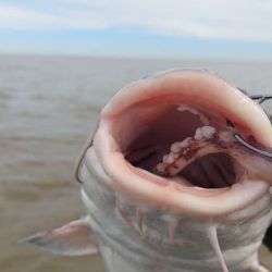 En apenas 4 horas de pesca, pudieron dar con una linda pesca de esta especie en el Río de la Plata. 