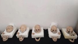 Cinco de los 13 cráneos humanos hallados.