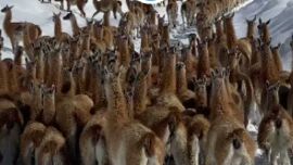 El grupo estaba conformado por cerca de un centenar de guanacos.
