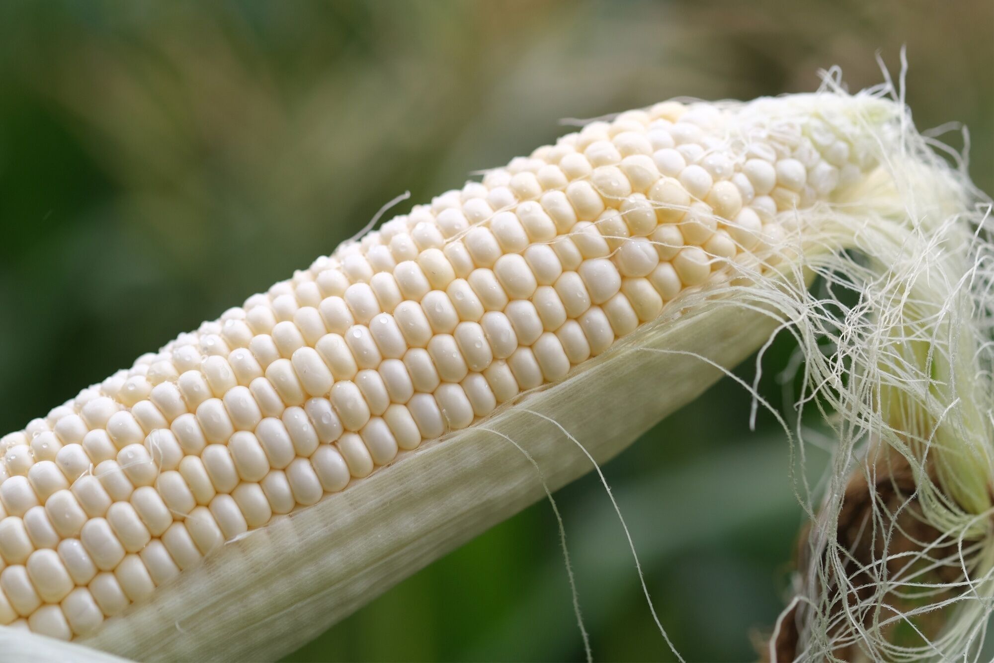 Close-Up Of A Fresh Corn Cob