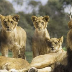 Entre unos 8.000 a 12.000 leones y otros grandes felinos son criados y mantenidos en cautividad en Sudáfrica.
