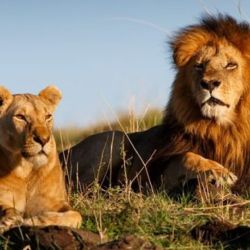 La cría comercial de leones en cautividad es legal, pero está muy poco regulada en Sudáfrica.