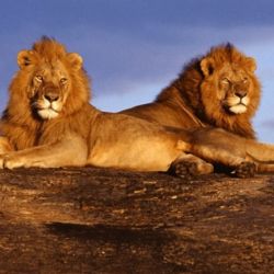 Los leones están gravemente desatendidos y hambrientos, lo que dio lugar a muchos casos de canibalismo entre ellos