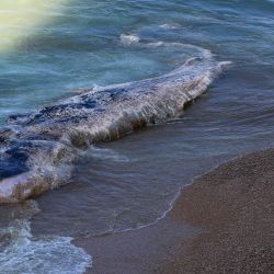 Un hombre mira el cadáver de una ballena jorobada que apareció en la playa de Gaash, al sur de la ciudad israelí de Netanya. | Foto:JACK GUEZ / AFP
