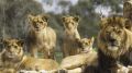 3108_leones