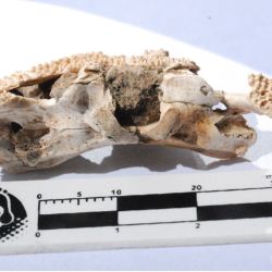 Fue encontrado por un equipo de paleontólogos en San Pedro.