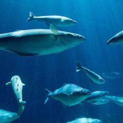 Los peces se han respondido al calentamiento a largo plazo de los océanos moviéndose hacia los polos