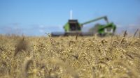 campo