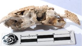 Fue encontrado por un equipo de paleontólogos en San Pedro.