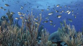 Se detectó una pérdida del 22% de la biomasa de peces en el Golfo de Alaska