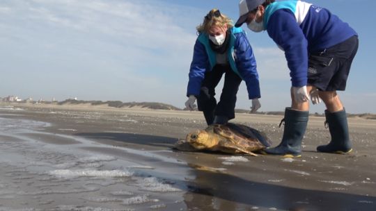 Regresaron al mar a una tortuga cabezona que había quedado atrapada en una red de pesca artesanal
