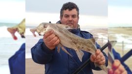 En lo gastronómico, sabiendo trabajar la carne, el elefante o gallo, es un pez extremadamente rico.