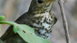 El zorzal boreal nidifica en Norteamérica.