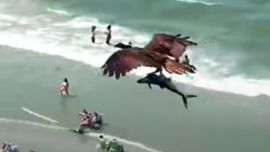 Hasta último momento luchó por soltarse y regresar en el agua. pero el águila fue mucho más fuerte y se lo llevó con ella